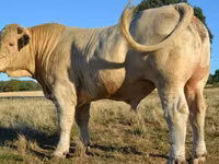 Tyre, Charolais cattle — foto 4