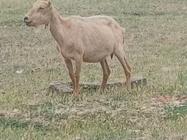 Козел, Alpine goat