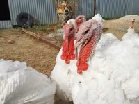 Turkeys — புகைப்படம் 4