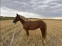 Klisna, Koně — foto 2