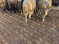 Խոյ, Ոչխարներ — լուսանկար 1