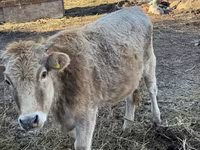 Krava, Swiss cattle — fotografija 2