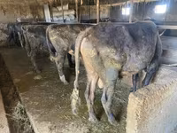Boğa, Sığır — foto 6