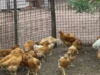 Chickens — 写真 2