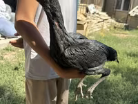 Chickens — foto 2