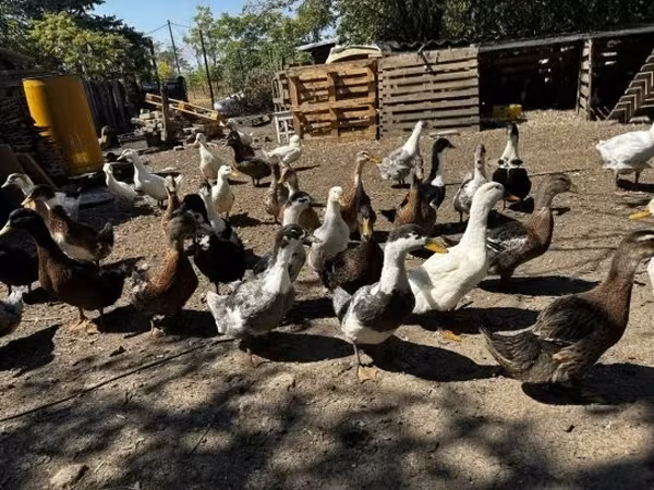 Ducks