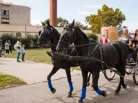 Caballo, Nonius horse — foto 2