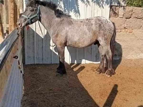اسب نر, Appaloosa