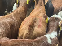 Cattle (batch, sex not specified), Cattle — photo 6