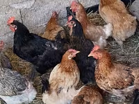 Chickens — zdjęcie 4