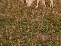 แพะตัวผู้, Alpine goat — รูปภาพ 2