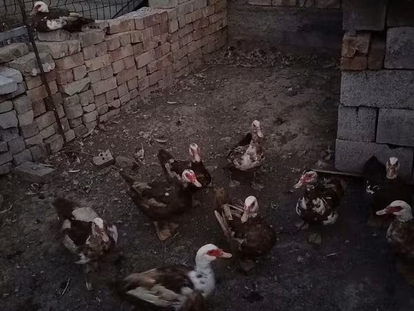 Domestic Muscovy — Kyrgyzstan