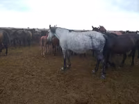 مادیان, اسب — عکس 1