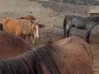 Pastuv, Horse breed — fotografija 2
