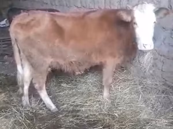 Cow, Cattle — Azerbaijan