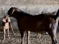 Caprone, Nubian Goat — foto 6