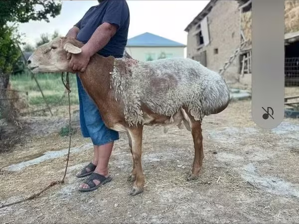 قوچ, Hissar sheep