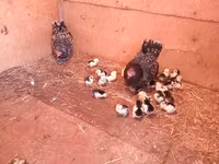 Chickens — عکس 1