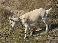 بز ماده, بز — عکس 5