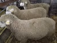 Montone, Ile-de-France sheep — foto 2
