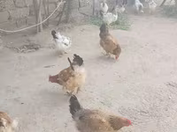 نورث هالند بلو — عکس 2