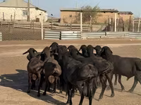 Berbec, Hissar sheep — foto 3