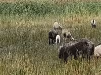 میش, Romanov sheep — عکس 1