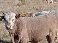 Býk, Simmental cattle — foto 2