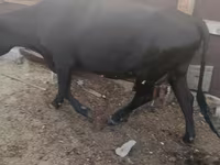 Krava, Russian Black pied cattle — foto 5
