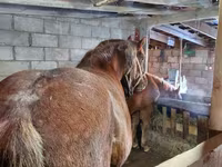 Caballo, Vladimir heavy draft — foto 5