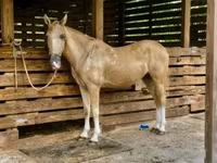घोड़ा, Quarter Horse — फ़ोटो 3