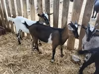 Ziegenbock, Ziegen — Foto 4