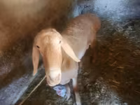 Montone, Arashan sheep — foto 1