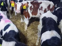 Býk, Simmental cattle — foto 1