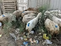 Montone, Pecore — foto 4