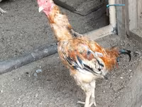 Chickens — акс 4