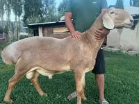 Widder, Arashan sheep — Foto 1