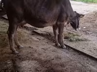 Сиыр, Swiss cattle — 7-сурет