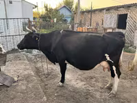 گاو ماده, Russian Black pied cattle — عکس 3
