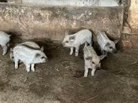 خنزير ذكر, Мангалица — الصورة 4