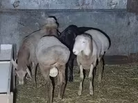 Ovan, Arashan sheep — fotografija 4
