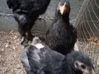 براهما — عکس 6
