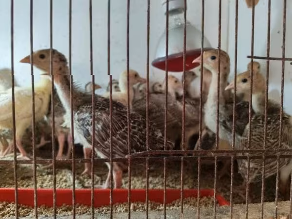 Turkeys