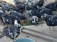 Australorp — Foto 2