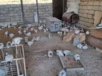 Chickens — Foto 1