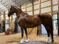 Klisna, Dutch warmblood horse — foto 5