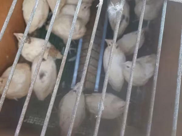 Quails — Armenia