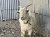 ছাগল, ছাগল — ছবি 3