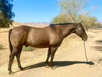 Cavallo, Quarter Horse — foto 2