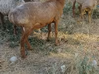 Ovce, Ovce — foto 4